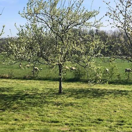 Glamping Tent In The Heart Of Ardennes Lägenhet *